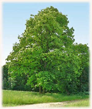 EdelkastanieBaum