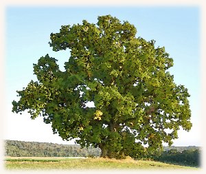 Eichebaum