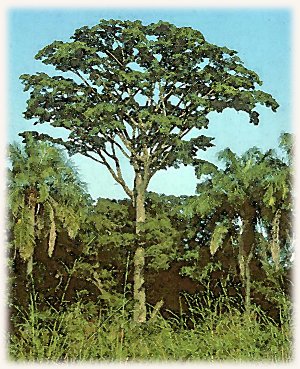 KambalaIroko