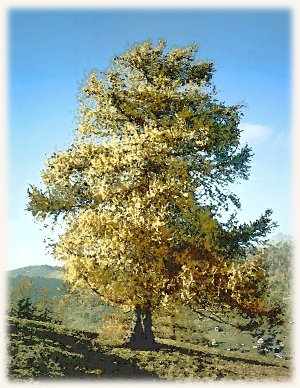 Larche Baum