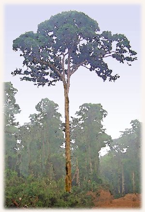 SapelliBaum